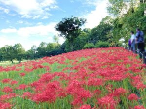 水元公園のヒガンバナの丘